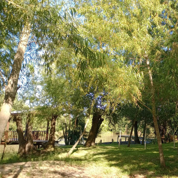 La Dorotea 14